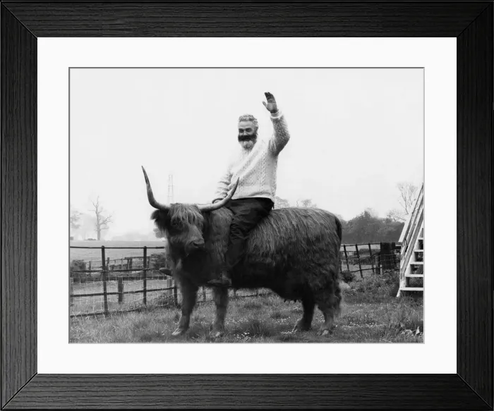 Framed Print : Animals Cattle. Mission completed... Ed Milborrow with his latest work. June 1973 P000479 Framed Print : Animals Cattle. Mission completed... Ed Milborrow with his latest work. June 1973 P000479