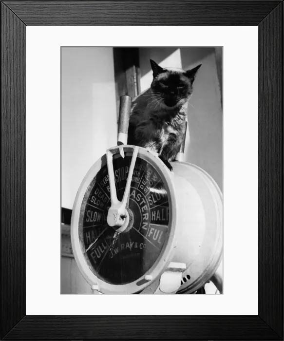 Framed Print : Animals - Cats - Siamese. February 1975 P000486
