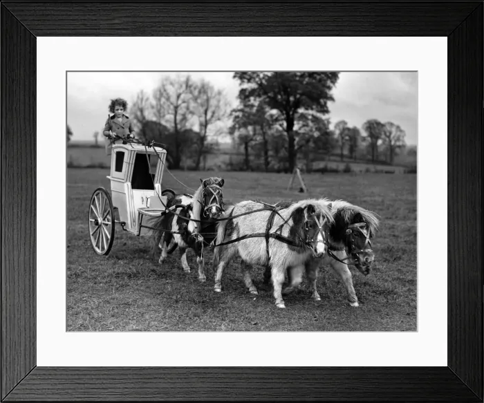 Framed Print : Animals - Children & Horses. November 1946 P000488