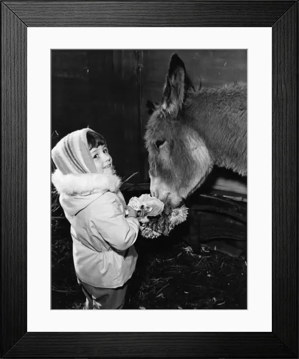 Framed Print : Its flowers all the way now for Mary the donkey. But her life wasn Framed Print : Its flowers all the way now for Mary the donkey. But her life wasn