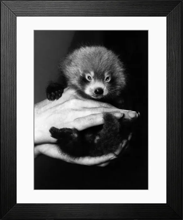 Framed Print : Animals - Bears - Pandas. Moggi. Safe in Mrs. Birchers grasp. July 1981 P000533 Framed Print : Animals - Bears - Pandas. Moggi. Safe in Mrs. Birchers grasp. July 1981 P000533