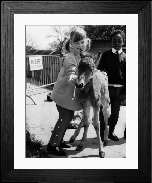 Framed Print : Animals - Children with Horses. May 1975 P000494