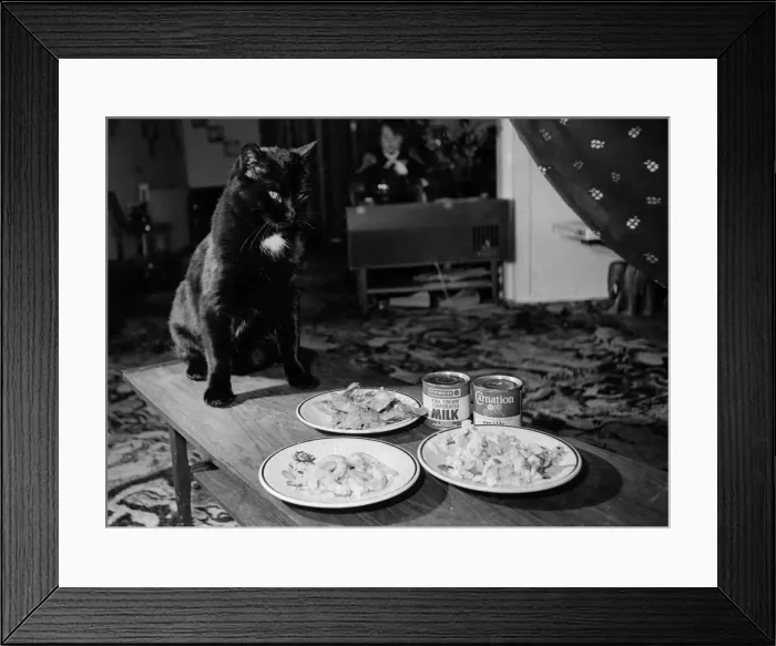 Framed Print : Domino the 28lb cat pictured with his daily menu. April 1978 P000417