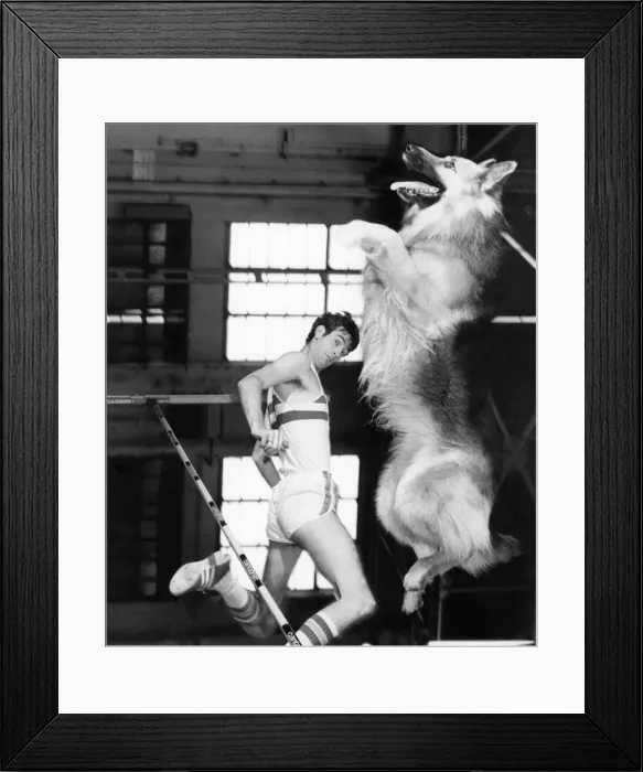 Framed Print : Animals - Dogs Humour. November 1976 P000599 Framed Print : Animals - Dogs Humour. November 1976 P000599