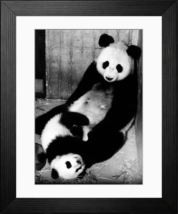 Framed Print : Animals - Bears - Pandas. Baby panda Chu-Lin with mother Shao-Shao in Madrid Zoo