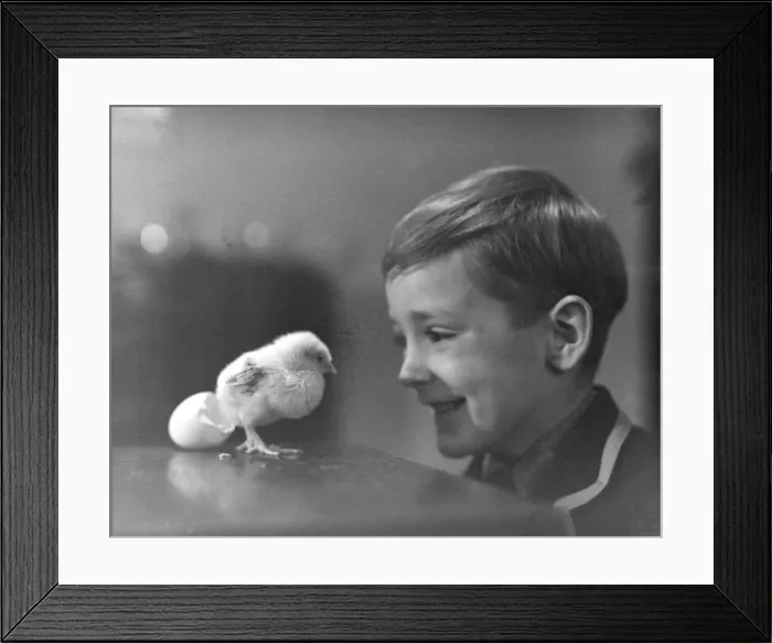 Framed Print : Little boy with newly hatched chick. DM 24 / 3 / 1951 B846 / 2 Framed Print : Little boy with newly hatched chick. DM 24 / 3 / 1951 B846 / 2