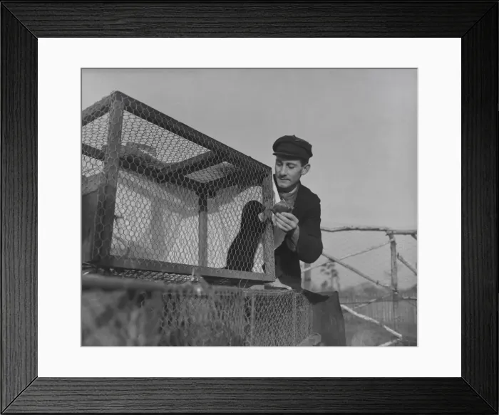 Framed Print : Photographer Ellman Birmingham Harold Leach, Engine Driver breeeds mink Framed Print : Photographer Ellman Birmingham Harold Leach, Engine Driver breeeds mink