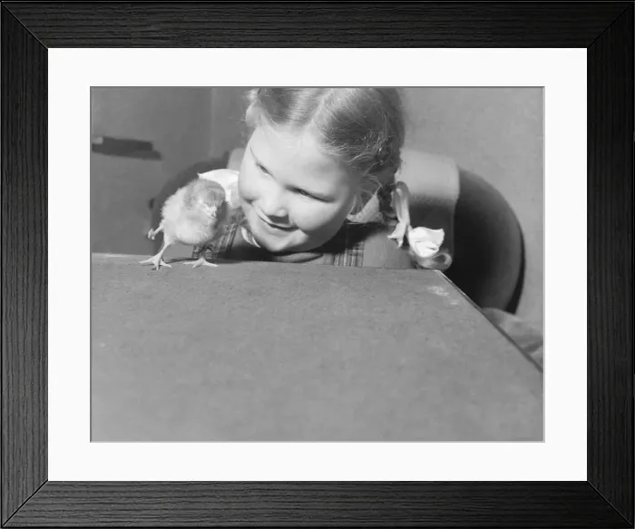 Framed Print : Gill Sutcliffe4, of Kingsley Holt, Nr Cheadle, Staffs with day-old chick Framed Print : Gill Sutcliffe4, of Kingsley Holt, Nr Cheadle, Staffs with day-old chick
