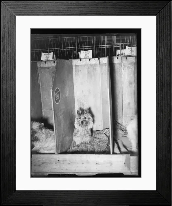 Framed Print : Cairn Terrier C1804  /  1