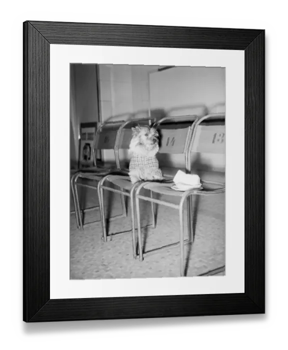 Framed Print : Cairn Terrier C1804 / 4 Framed Print : Cairn Terrier C1804 / 4