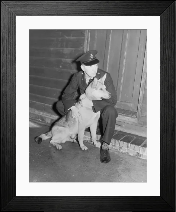 Framed Print : PC Ernie Pugh (27) & Rajah, police dog, Fit again