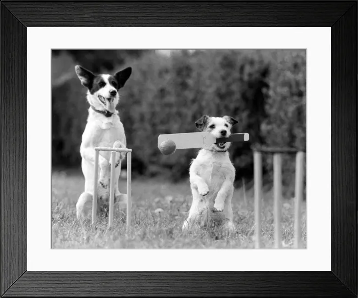 Framed Print : Dogs that work during the weekend busking in London Framed Print : Dogs that work during the weekend busking in London