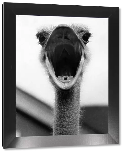 Ostrich June 1979 79 3933a