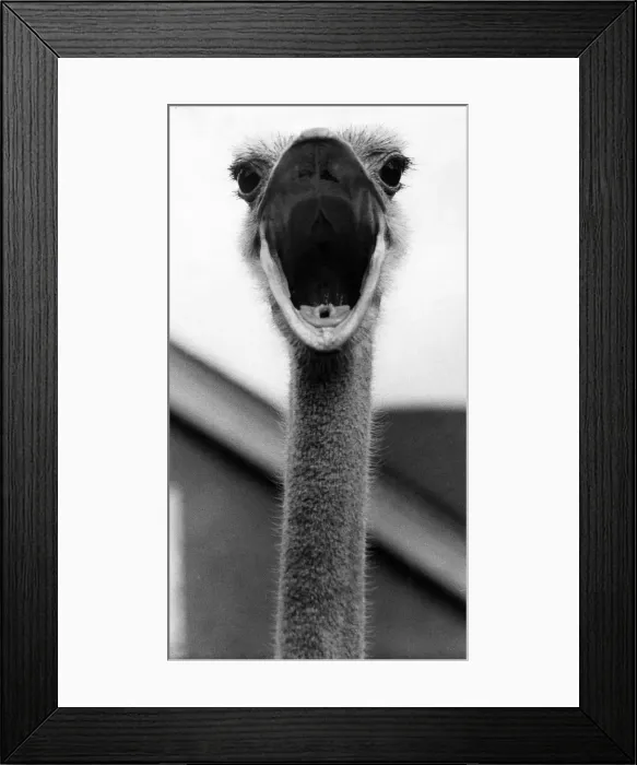 Framed Print : Ostrich June 1979 79 3933a Framed Print : Ostrich June 1979 79 3933a