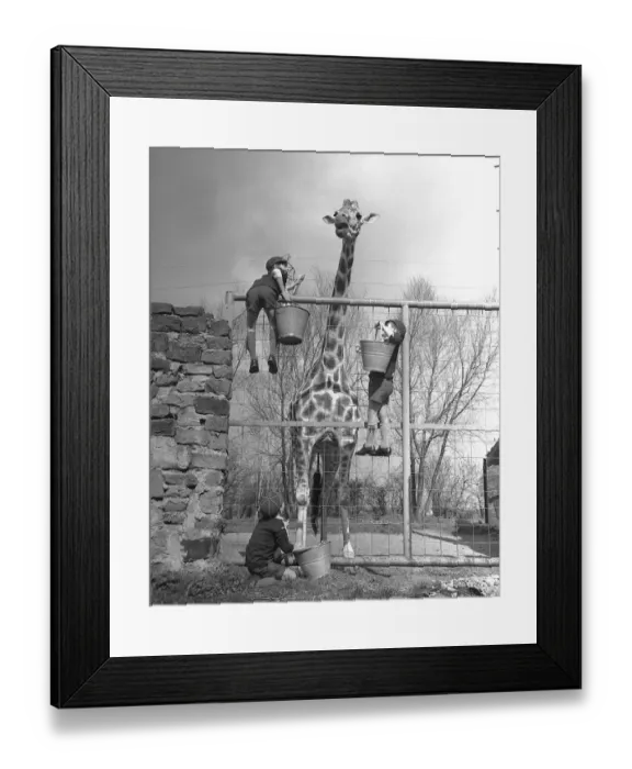 Framed Print : These eight year old had a surprise when they called in at Chester Zoo to organise chores Framed Print : These eight year old had a surprise when they called in at Chester Zoo to organise chores