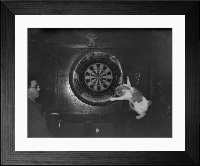 Framed Print : Cat at Russell Arms Plymouth extracts darts from board with his paw Framed Print : Cat at Russell Arms Plymouth extracts darts from board with his paw