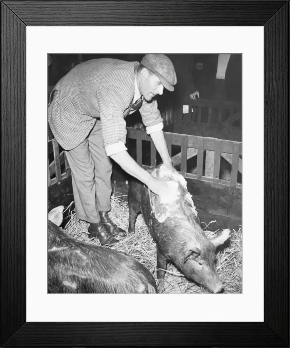 Framed Print : Smithfield show at Earls Court - Ted Caster washing a pig in preparation for the judging