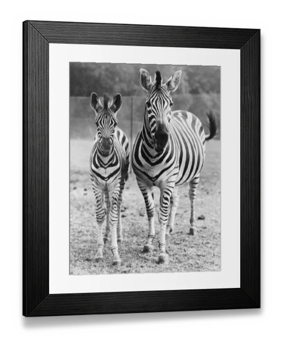 Framed Print : Zebra and foal at Whipsnade Zoo. Circa 1949 020179  /  1