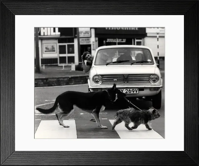 Framed Print : Whos taking Who for a walk Peter Garrett of Sheffield pictured with his Framed Print : Whos taking Who for a walk Peter Garrett of Sheffield pictured with his