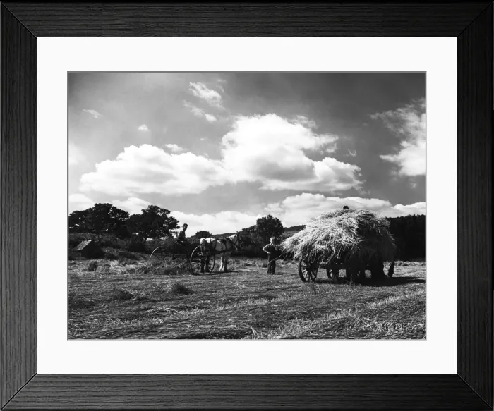 Framed Print : Haymaking near the village of Birling Kent. Circa 1939 P000261 Framed Print : Haymaking near the village of Birling Kent. Circa 1939 P000261
