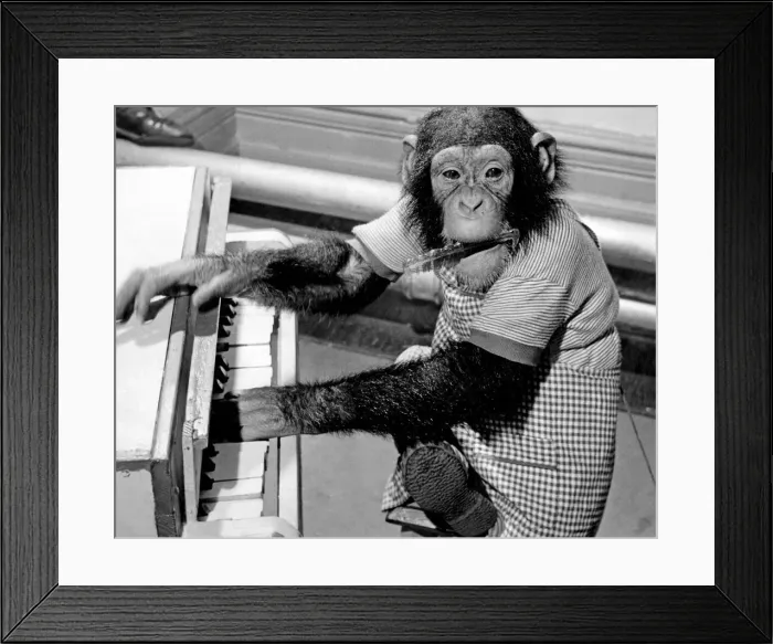 Framed Print : Peter'the chimp gives his recital with the temparament of a born artist Framed Print : Peter'the chimp gives his recital with the temparament of a born artist