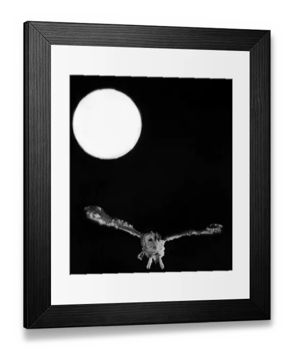 Framed Print : For this tawny owl, as wise as he may be, the full moon is just an aid for him being a Framed Print : For this tawny owl, as wise as he may be, the full moon is just an aid for him being a