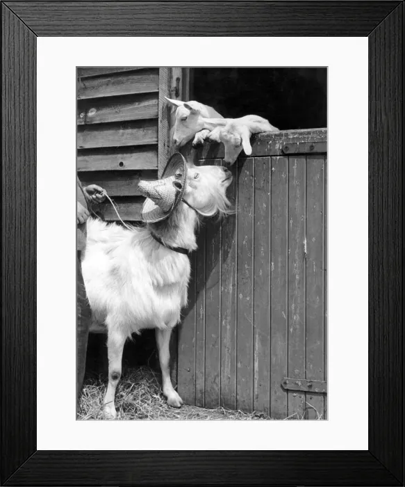 Framed Print : Animals Goats Some hat, said the kids Framed Print : Animals Goats Some hat, said the kids