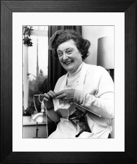 Framed Print : An un-named woman knits as a baby Wallaby keeps warm in her apron pocket at Tycross Zoo