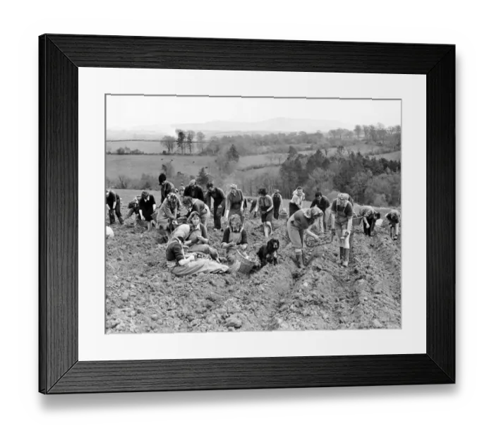 Framed Print : World War II Dig for Victory Office girls and other volunteers planting Framed Print : World War II Dig for Victory Office girls and other volunteers planting
