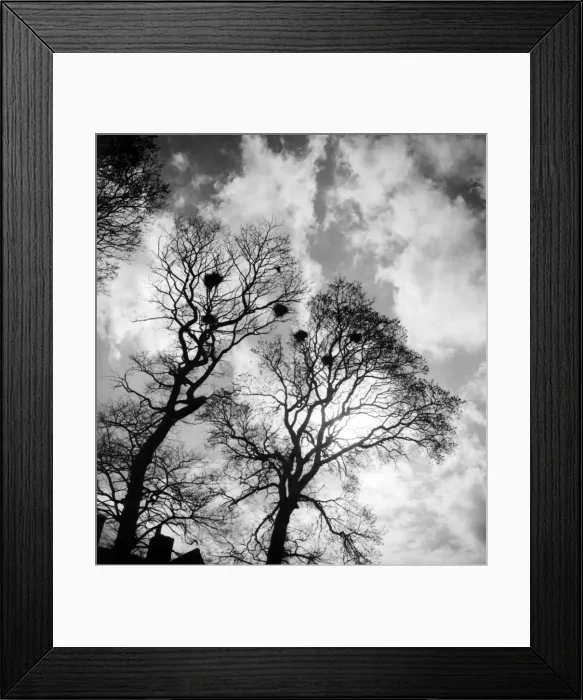 Framed Print : Rookery in the winter trees. October 1945 P000046 Framed Print : Rookery in the winter trees. October 1945 P000046