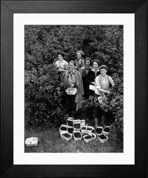 Framed Print : Girls from Central Newcastle High School spend three weeks holiday at Eddisbury Fruit Framed Print : Girls from Central Newcastle High School spend three weeks holiday at Eddisbury Fruit