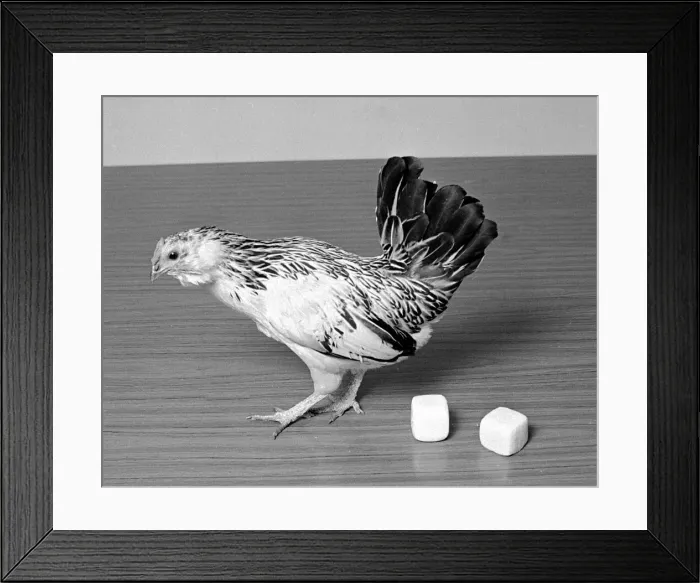Framed Print : Chicken lays square eggs Circa April 1970 Framed Print : Chicken lays square eggs Circa April 1970