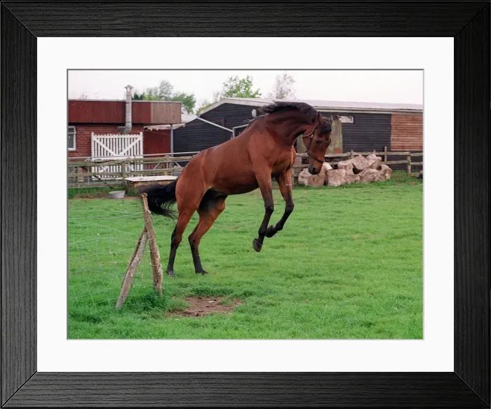 Framed Print : Red Rum frolics in a field in May 1990 13th May 1990 13 / 05 / 1990 Framed Print : Red Rum frolics in a field in May 1990 13th May 1990 13 / 05 / 1990