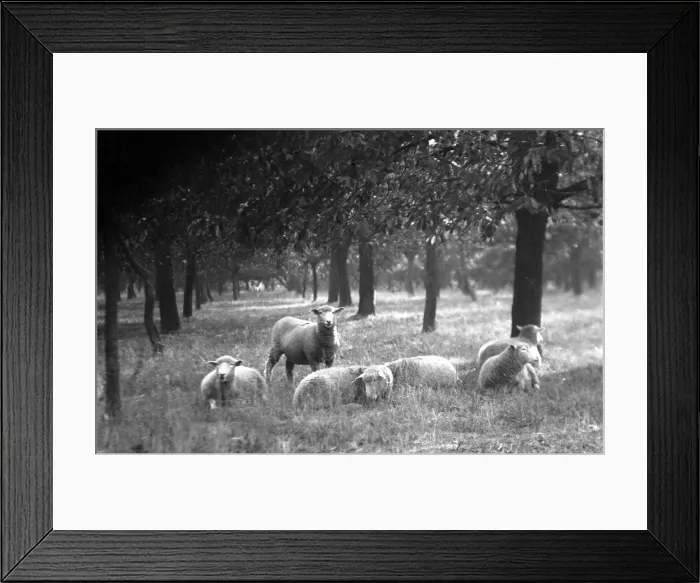 Framed Print : Sheep in the Orchard at Littlebourne Framed Print : Sheep in the Orchard at Littlebourne