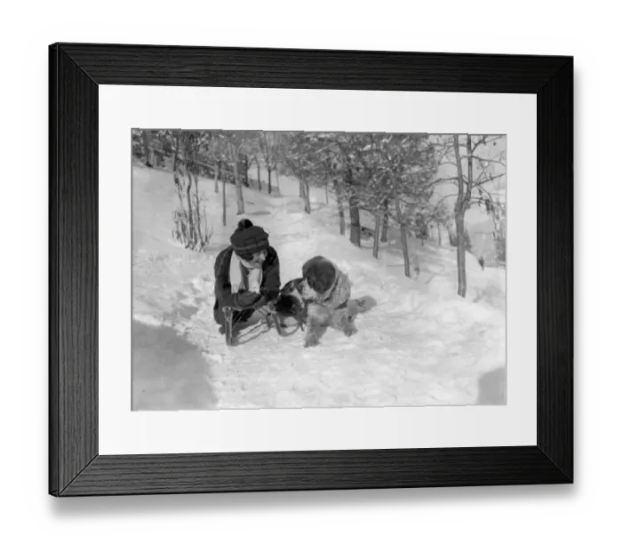 Framed Print : A woman with a luger sledge and a St Bernard dog near Murren in Switzerland February 1922 Framed Print : A woman with a luger sledge and a St Bernard dog near Murren in Switzerland February 1922