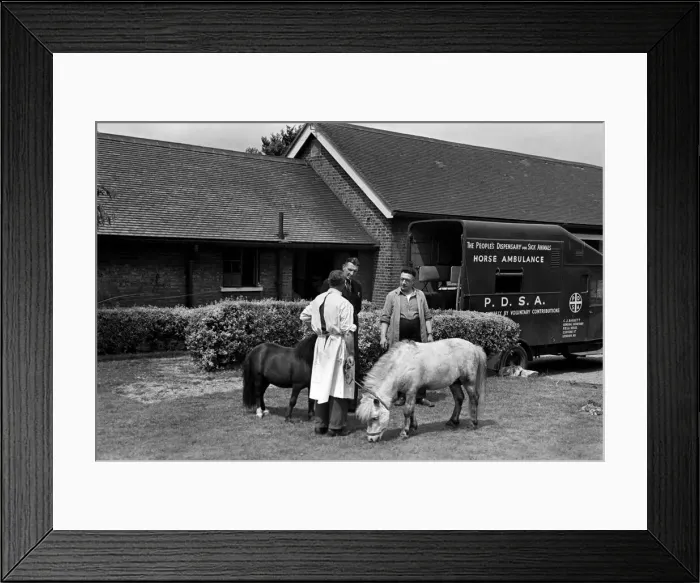 Framed Print : The Peoples dispensary for sick animals-PDSA Centre. July 1952 C3468-001 Framed Print : The Peoples dispensary for sick animals-PDSA Centre. July 1952 C3468-001