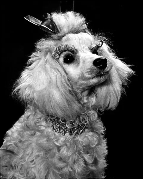 A glamourous white poodle dog wearing Doggy eye lashes stuck down over the eyes