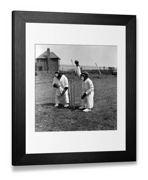 Framed Print : Animals Humour Monkeys playing Cricket. May 1953 D2836 Framed Print : Animals Humour Monkeys playing Cricket. May 1953 D2836