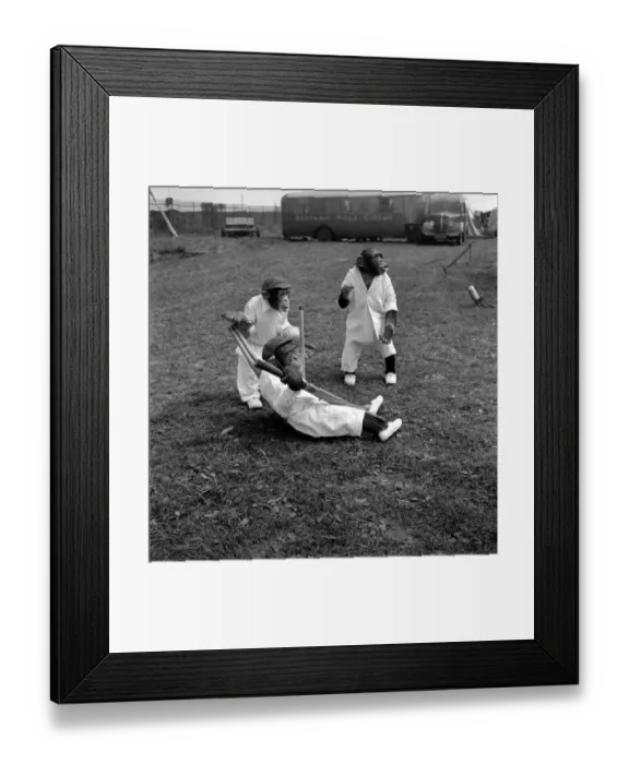 Framed Print : Animals Humour Monkeys playing Cricket. May 1953 D2836-001 Framed Print : Animals Humour Monkeys playing Cricket. May 1953 D2836-001