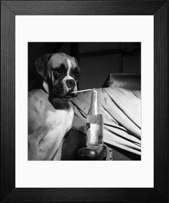 Framed Print : Boxer Dog, Bath Show. Seen here Drinking Lemonade. January 1953 D312 Framed Print : Boxer Dog, Bath Show. Seen here Drinking Lemonade. January 1953 D312