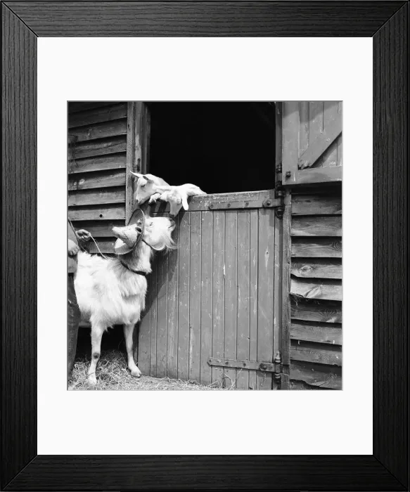 Framed Print : Animals Humour. Nanny Goat wearing hat while she watches her Kids. July 1953 D3435-001