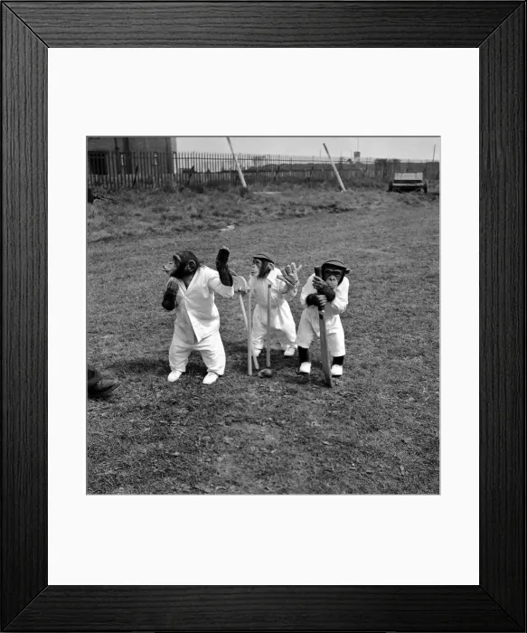 Framed Print : Chimpanzees playing Cricket. May 1953 D2836-002 Framed Print : Chimpanzees playing Cricket. May 1953 D2836-002