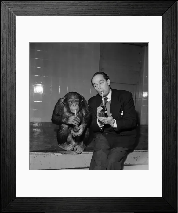 Framed Print : Comedian Eddile Molloy drinking from a bottle of coca cola at a zoo with a Chimp