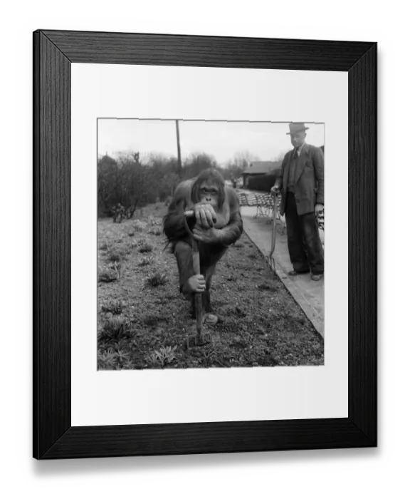 Framed Print : An Orang Utang seen here at London Zoo. April 1954 D3352-003 Framed Print : An Orang Utang seen here at London Zoo. April 1954 D3352-003