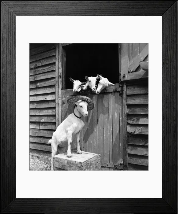 Framed Print : Animals Humour. Nanay Goat wearing hat while she watches her Kids. July 1953 D3435