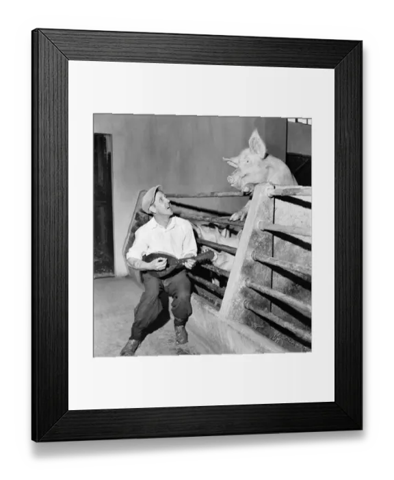 Framed Print : Clara lends an ear for wrong notes. Clars, a pig on a Surrey farm near Crenbrook is a Framed Print : Clara lends an ear for wrong notes. Clars, a pig on a Surrey farm near Crenbrook is a