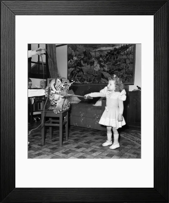 Framed Print : Alexis Kerr with tiger cub. Decemeber 1952 C6025-001 Framed Print : Alexis Kerr with tiger cub. Decemeber 1952 C6025-001