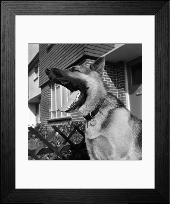 Framed Print : Earl'- Alsatian, Police Dog. September 1952 C4461 Framed Print : Earl'- Alsatian, Police Dog. September 1952 C4461