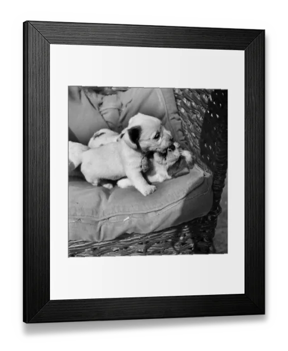 Framed Print : Sealyham Territs bred at Sir Joycilya Lucars Kennels at WatCute terrier puppies
