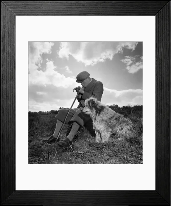 Framed Print : Shepherds rounding up their sheep into the pens at Lairg